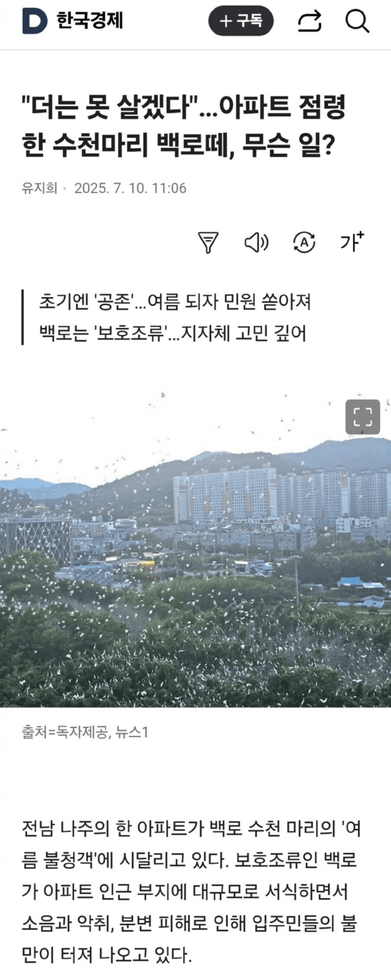 아파트를 점령한 수천마리의 백로 떼? 