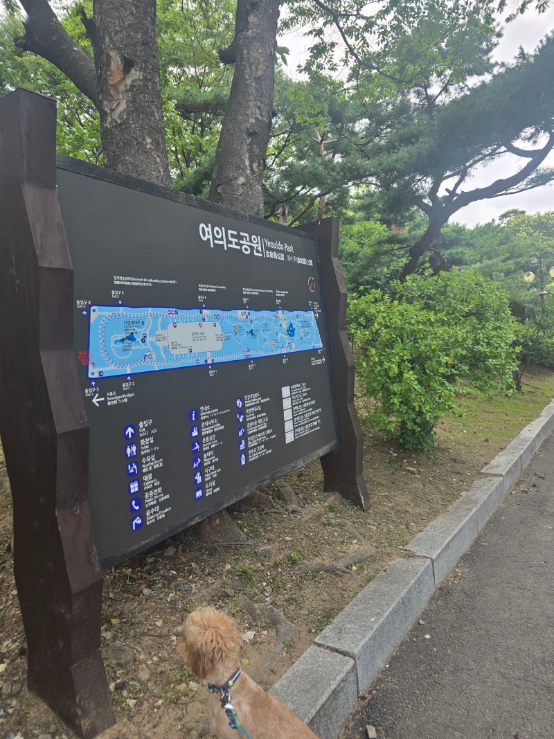 여의도공원, 여의도에서 즐기는 반려견산책