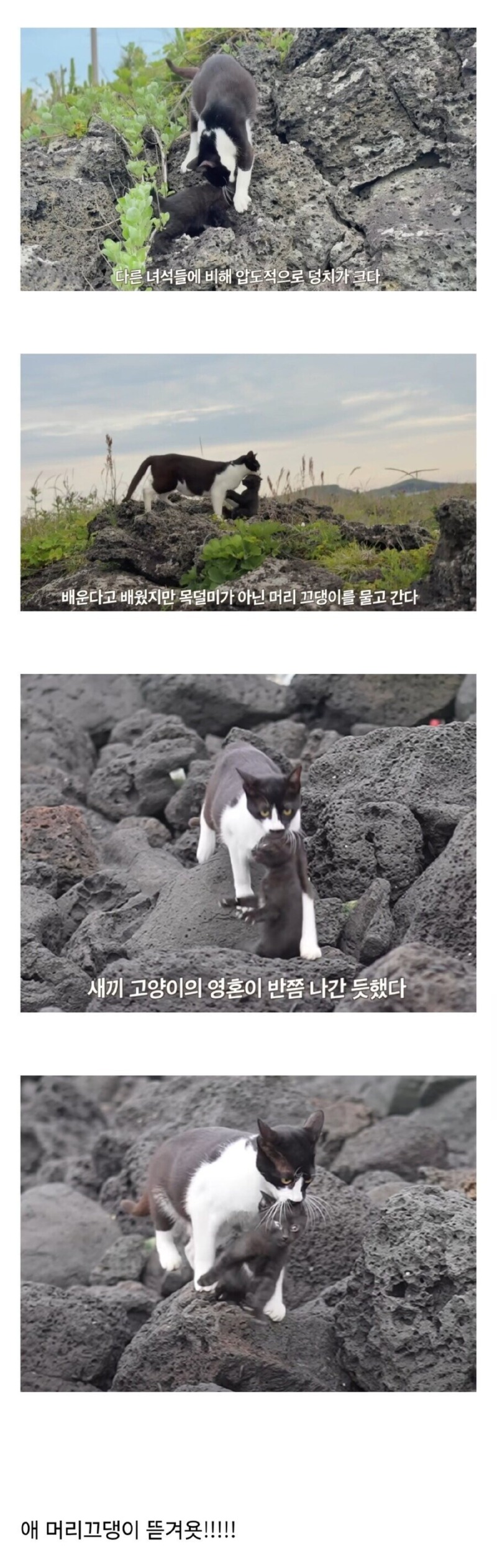 육아를 조금 잘못배운 고양이.jpg