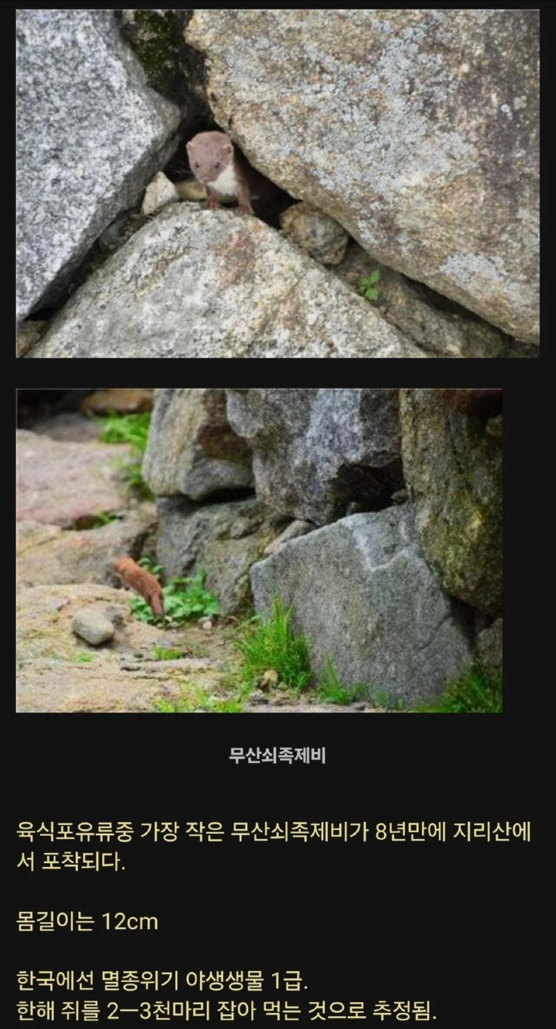 8년만에 지리산에서 발견 된 희귀동물
