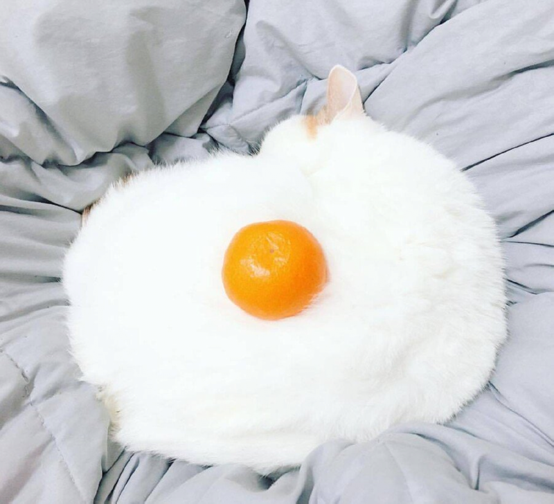 남의 집 고양이 필살기 계란후라이를 보여주지 