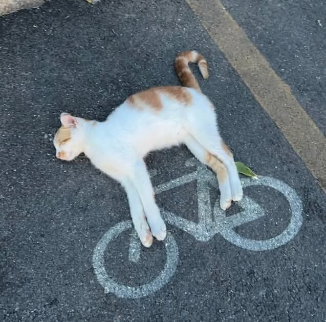 고양이 전용 자전거 .jpg
