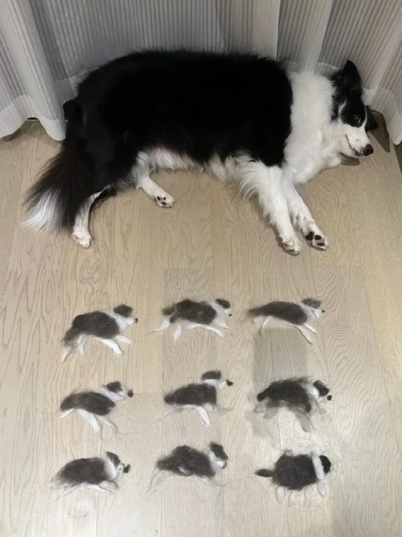 강아지 털로 강아지 복사하기 
