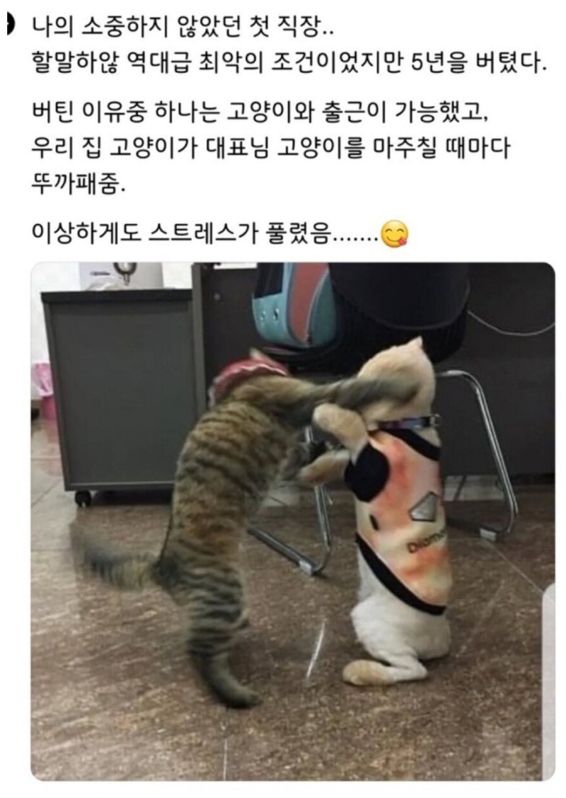 잘한다 내 고양이.jpg