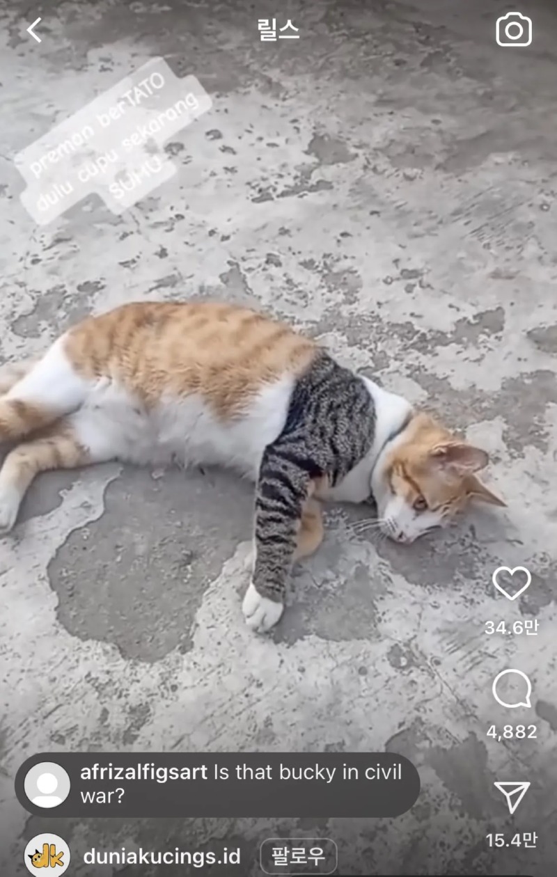 이레즈미 문신 고양이