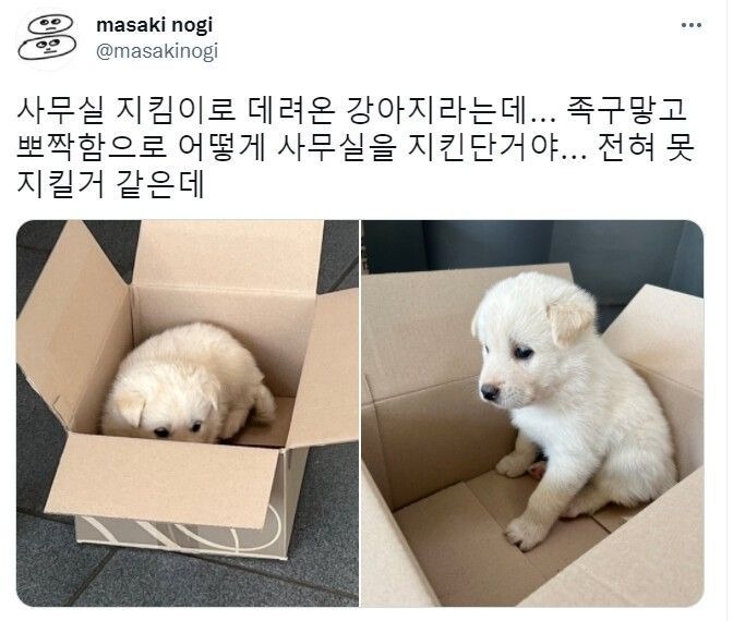사무실 지키라고 데려온 댕댕이 