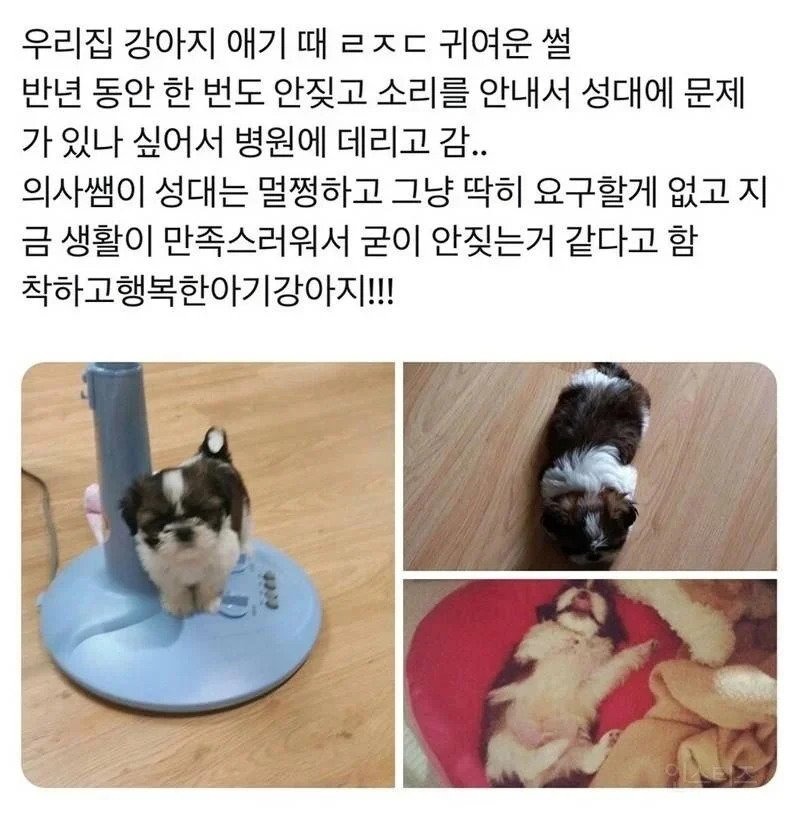 키우는 강아지가 안짖어서 병원에 가봤더니....