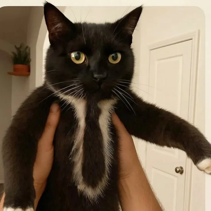 넥타이를 맨 고양이 