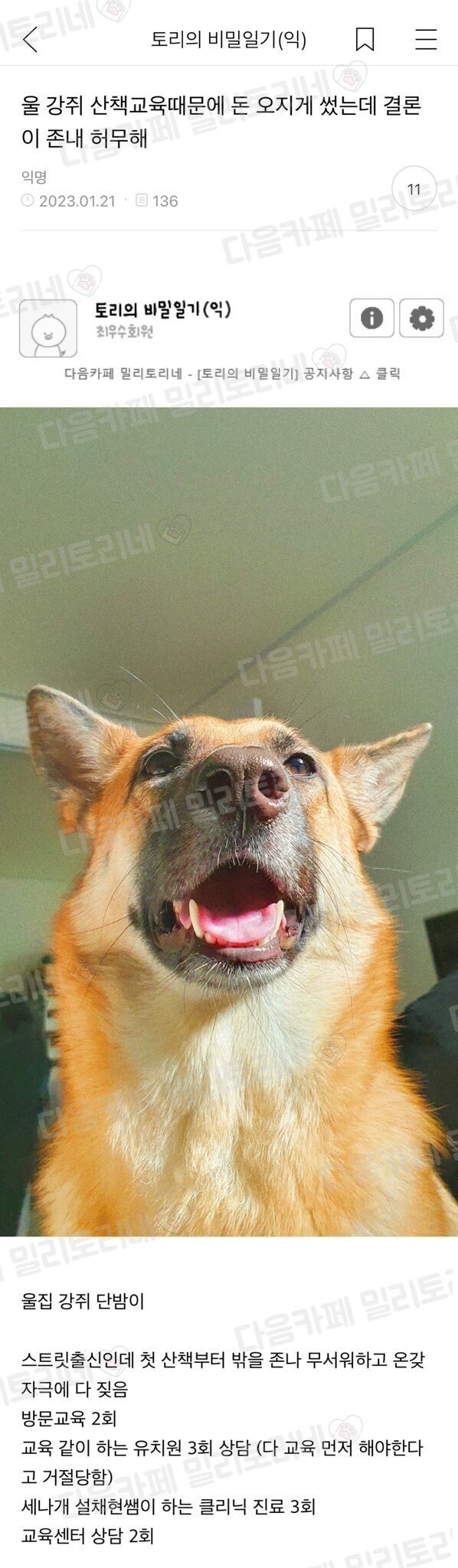 댕댕이 산책교육때문에 돈 오지게 썼는데 결론이 존내 허무해.jpg