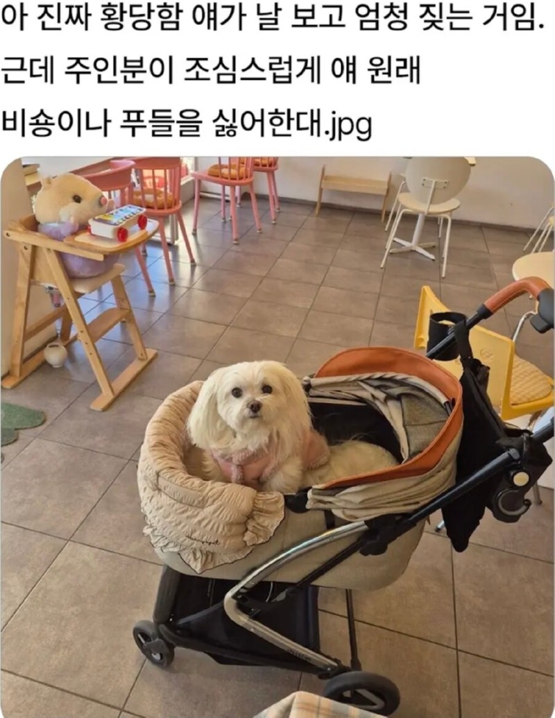 개가 날 보고 엄청 짖은 이유.jpg