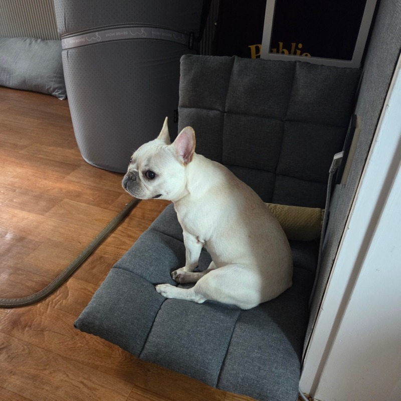 찐빵이 