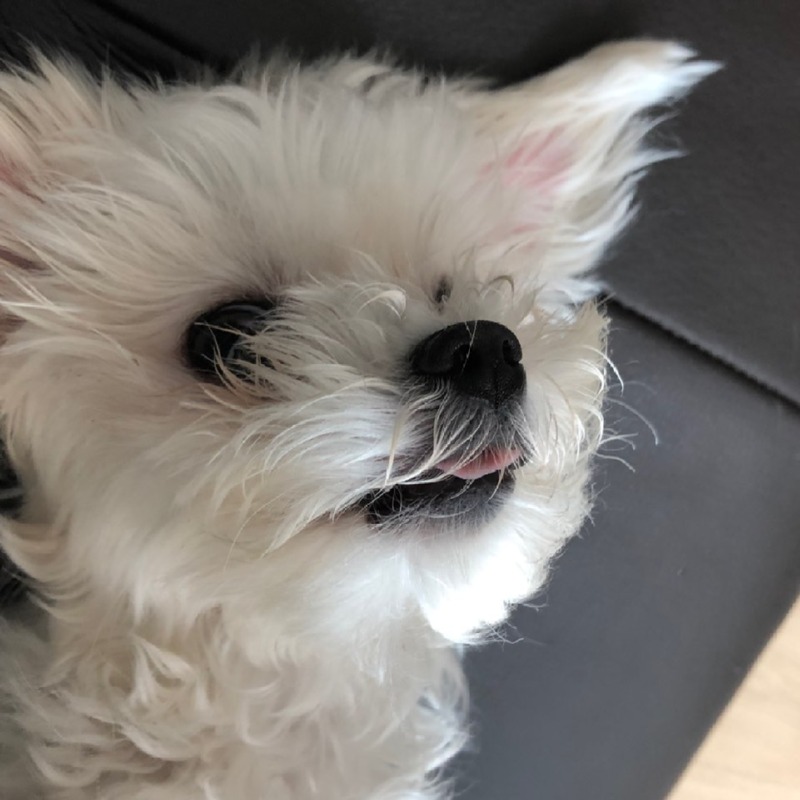 내 귀는 핑크귀