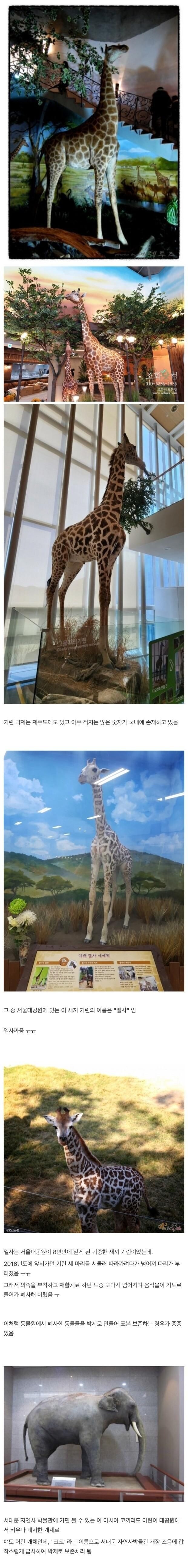국내에서 소멸되어 간다는 박제 기술
