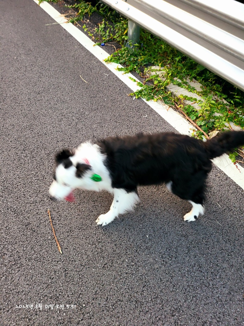 산책은 격하게 ㅋㅋ