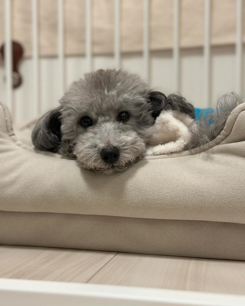 방석 위 설이