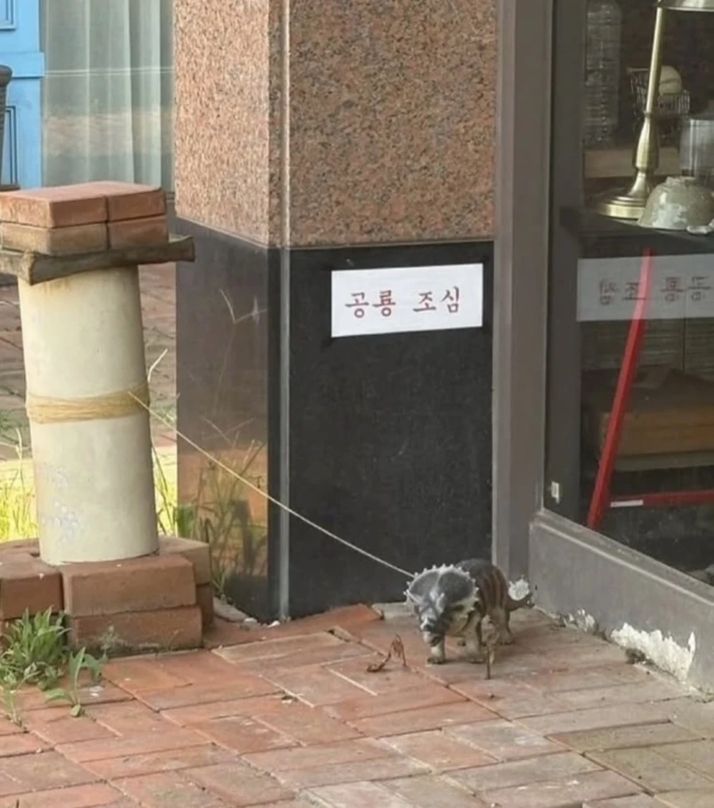 개조심보다는 위험하다는 공룡 조심