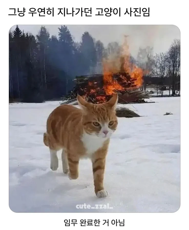 그냥 걸어가는 고양이 사진 한장