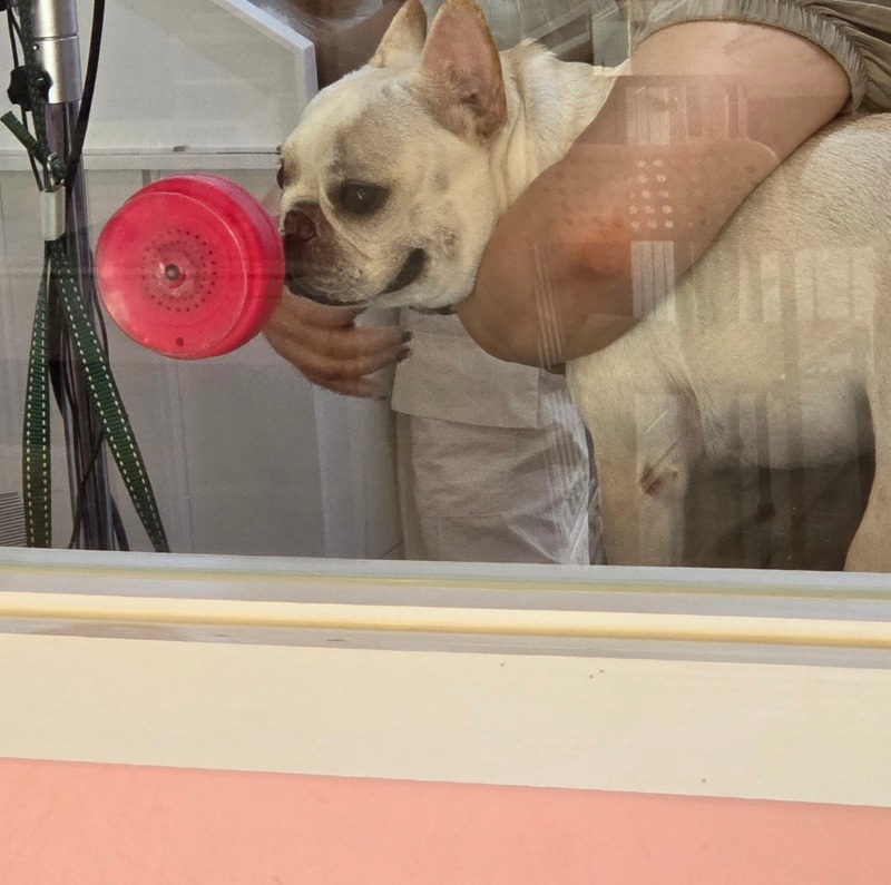  꼬미펫 애견미용