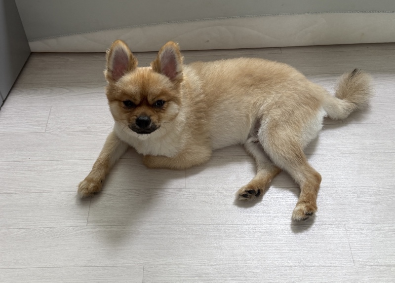세상 귀찮은 울댕댕