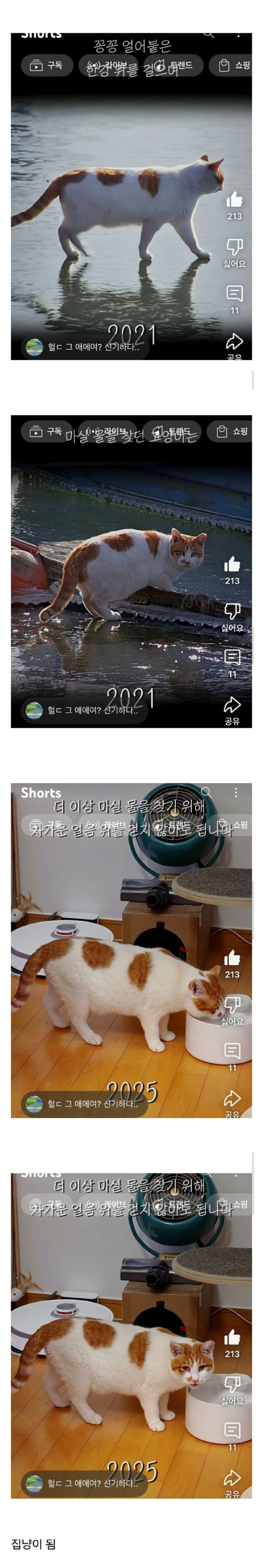 꽁꽁 얼어붙은 한강 고양이 근황 