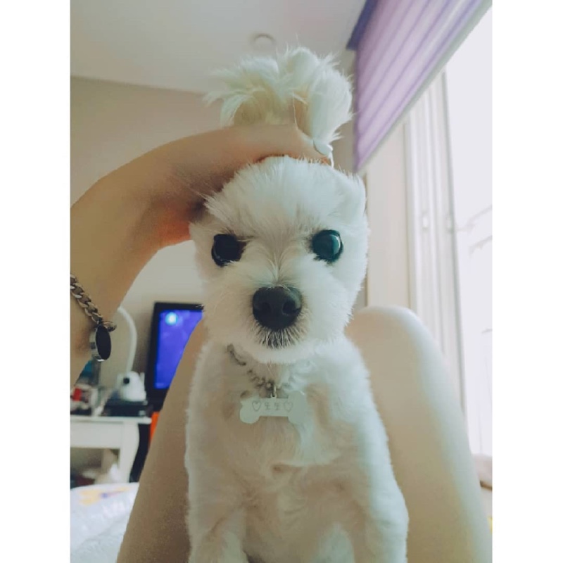 귀 묶은 토끼