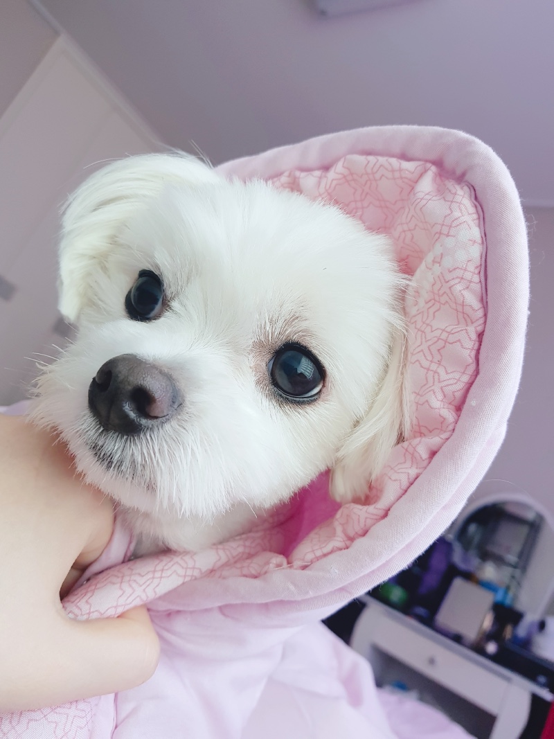 목도리도마뱀이당