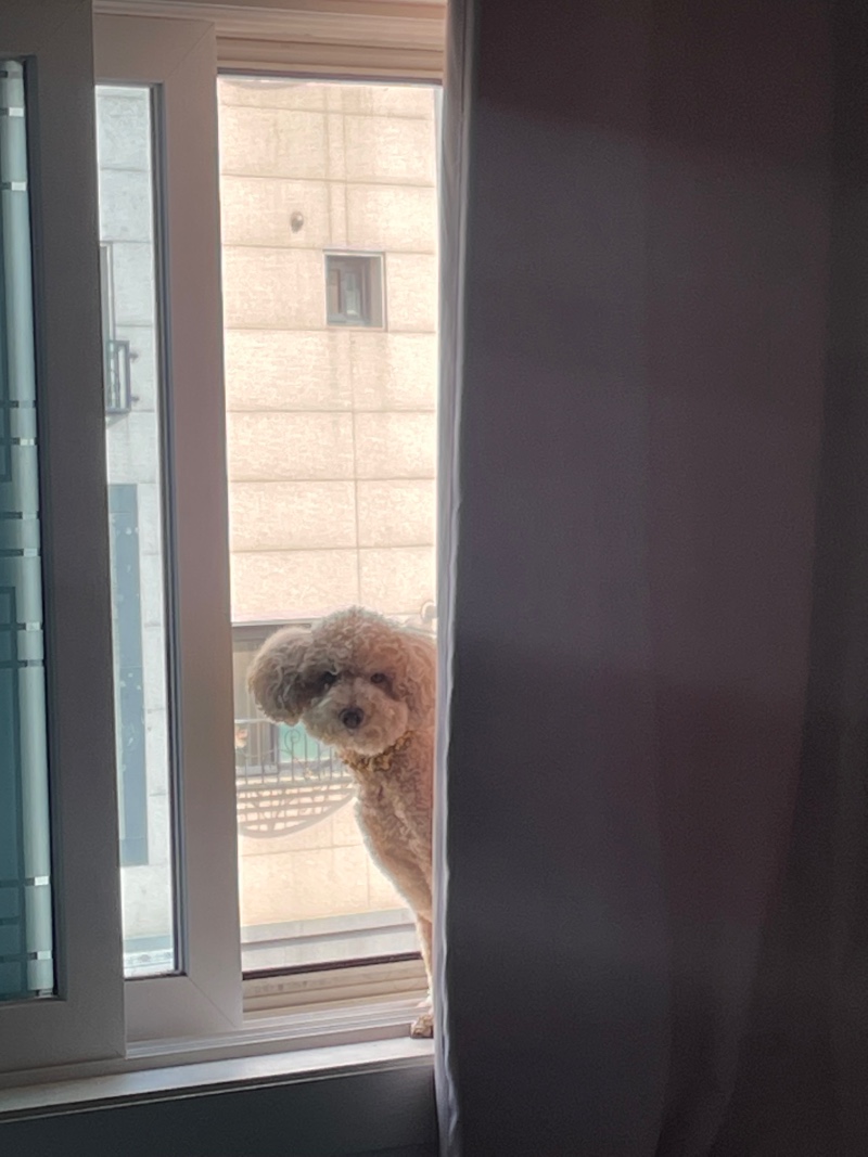 나 고양이이게 강아지이게 토끼이게