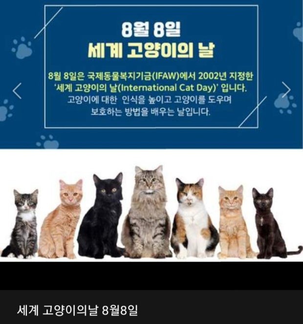 오늘 8월 8일은 세계 고양이의 날 