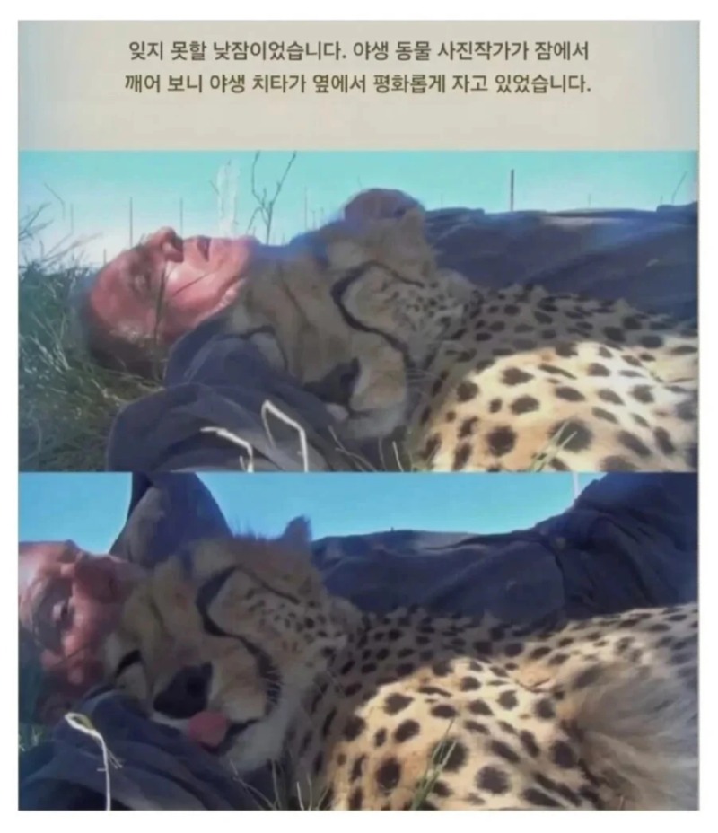 잊지 못할 낮잠
