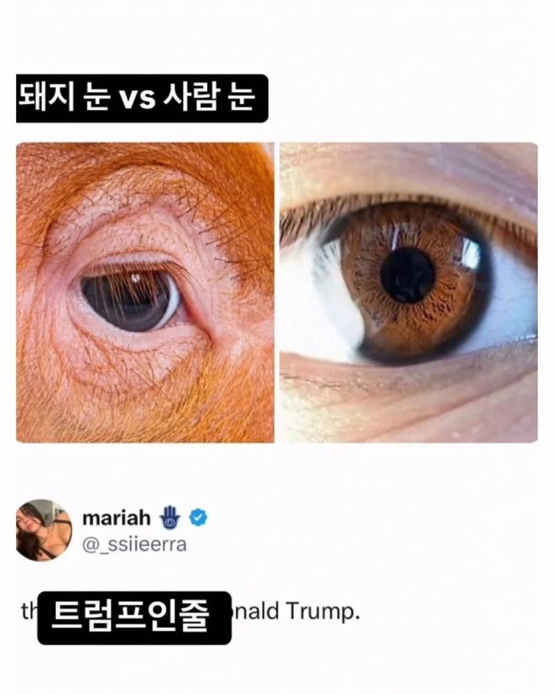 돼지 눈 vs 사람 눈 모양과 크기 비교 ㅋㅋㅋ.jpg 