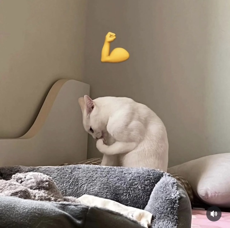 까불지 마라냥 💪💪💪
