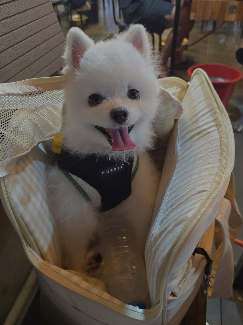 대천해수욕장 애견동반 조개구이