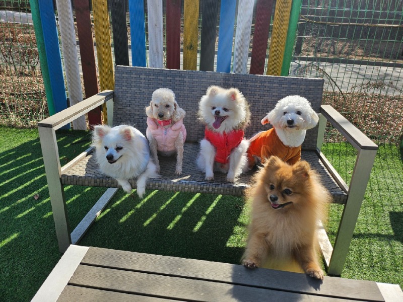 애견 운동장이 있는 개떼놀이터 인천점을 소개해요