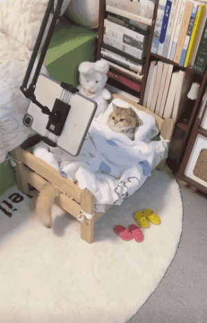 안락삶을 살고 있는 고양이 