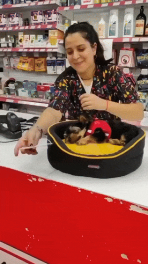 안사줄 수 없는 강아지 방석.gif 