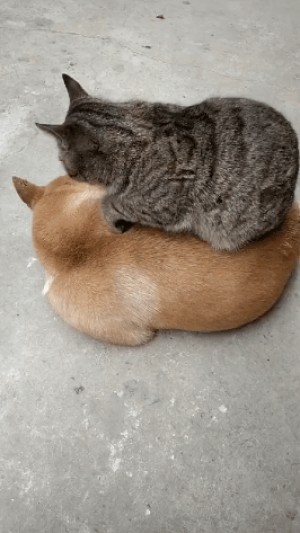 강아지 위에서 식빵 굽는 고양이