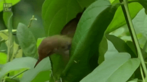 나뭇잎 엮어서 둥지를 만드는 새.gif